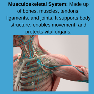 How shen jin cao benefits joint stiffness and musculoskeletal issues 