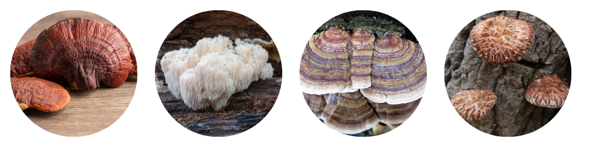 Top Medicinal Mushrooms