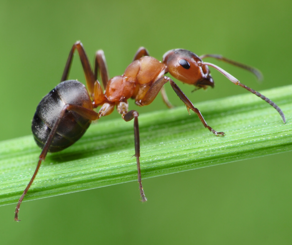 bug spray