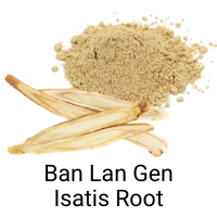 ban lan gen root and powder