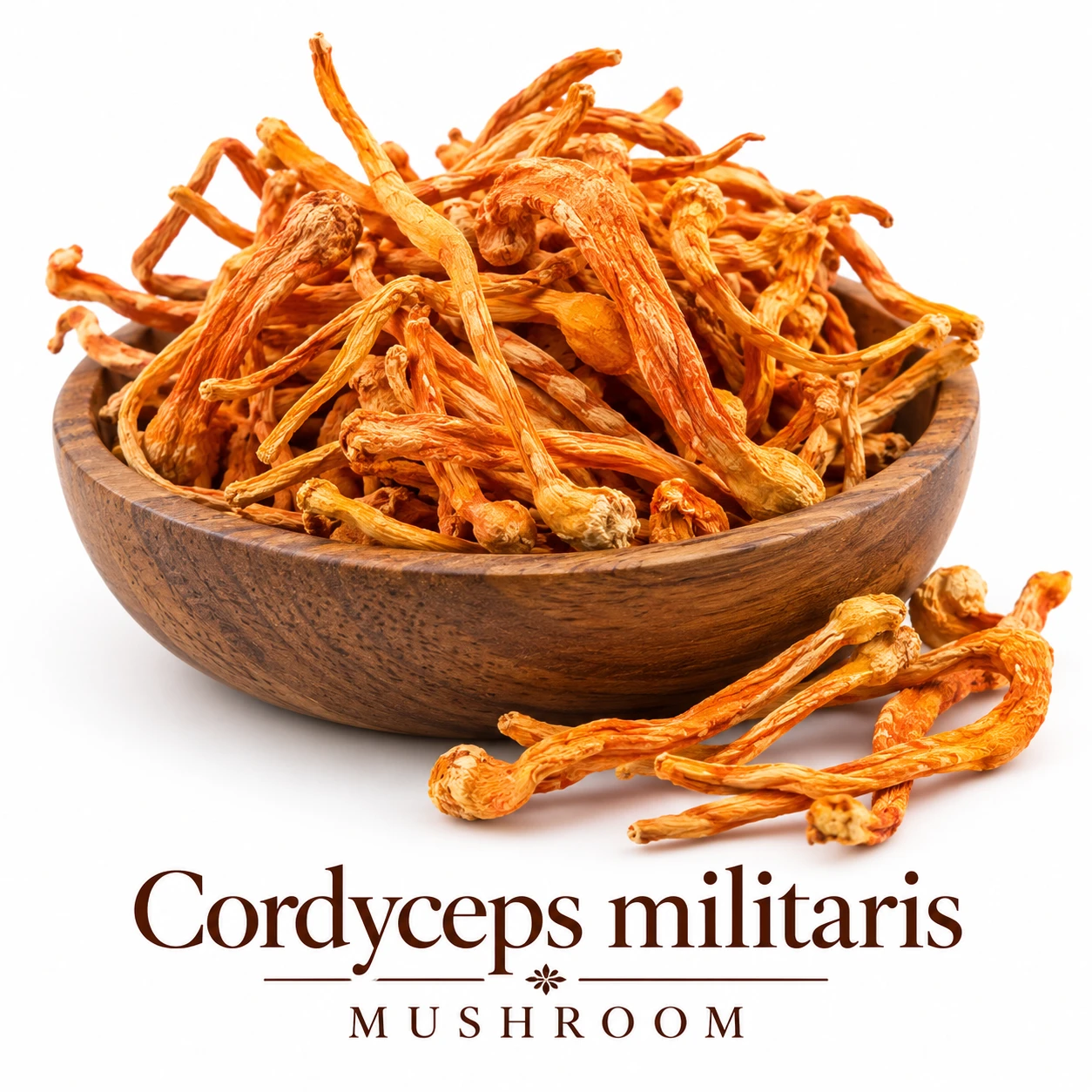 Cordyceps militaris pieces dried nothing has been added to this product