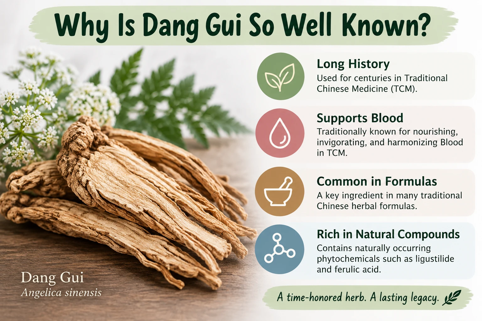 Dang Gui (Angelica sinensis) root infographic explaining why the herb is well known in Traditional Chinese Medicine, including its long history, traditional role in nourishing and harmonizing Blood, use in Chinese herbal formulas, and naturally occurring compounds such as ligustilide and ferulic acid.