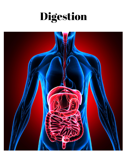 Digestive support 