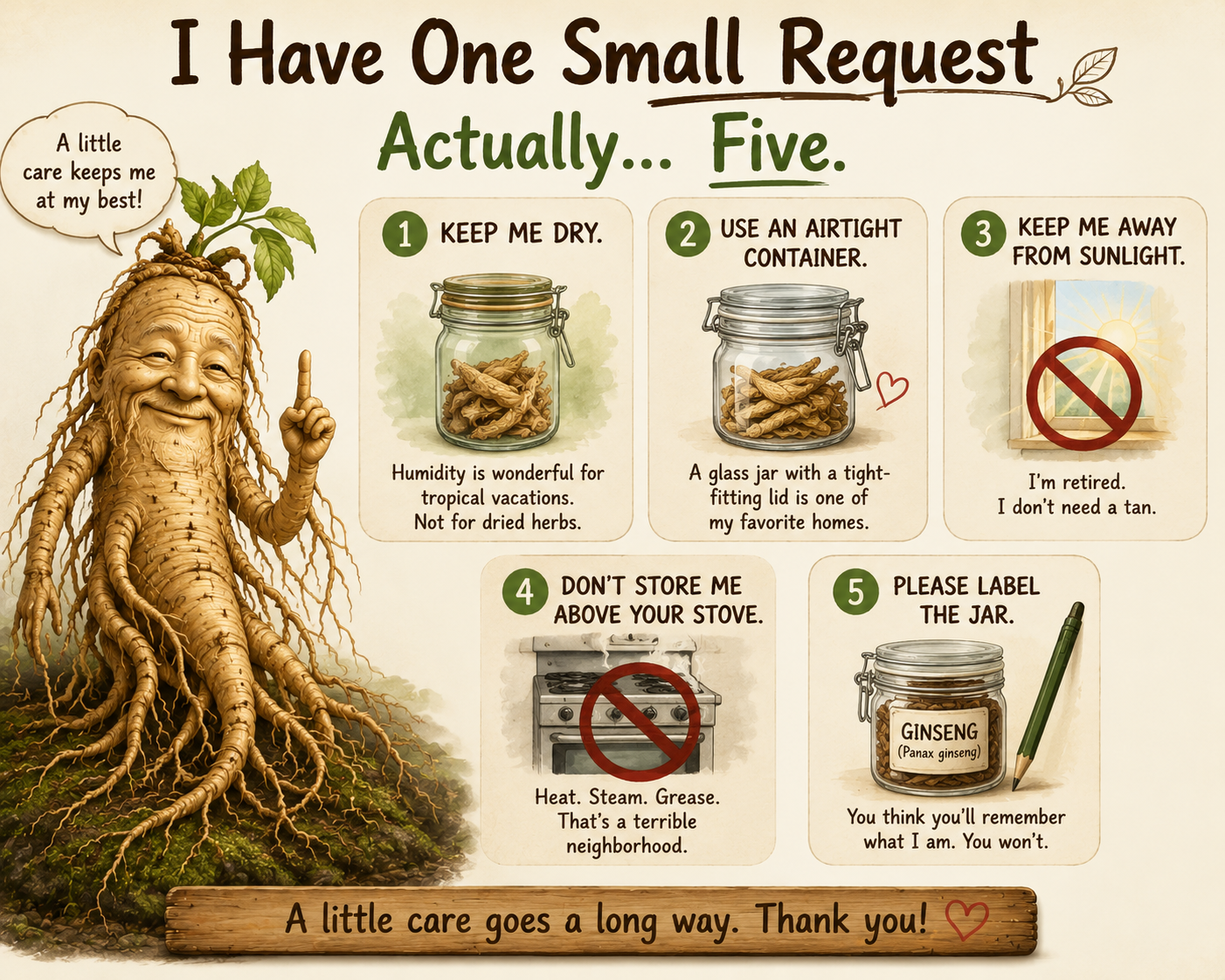Quality Ginseng root needs to be taken care of to ensure its potency