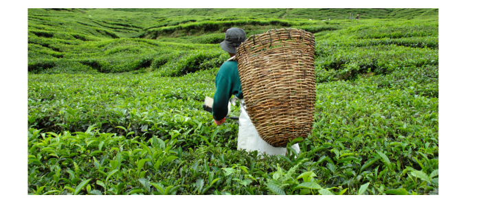 harvesting of wildcrafted herbs in the proper manner to achieve superior medicinal herbs