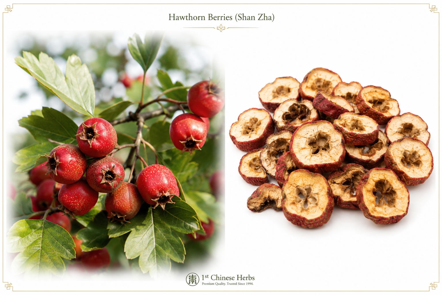 Inforgraphic of what Shan Zha Hawthorn Berries look like as a plant and when they are cut up
