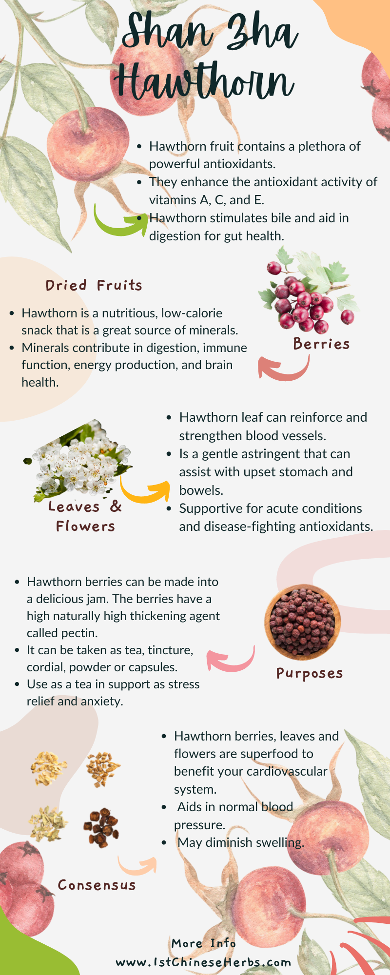 Infographic on hawthorn fruit, all the health benefits