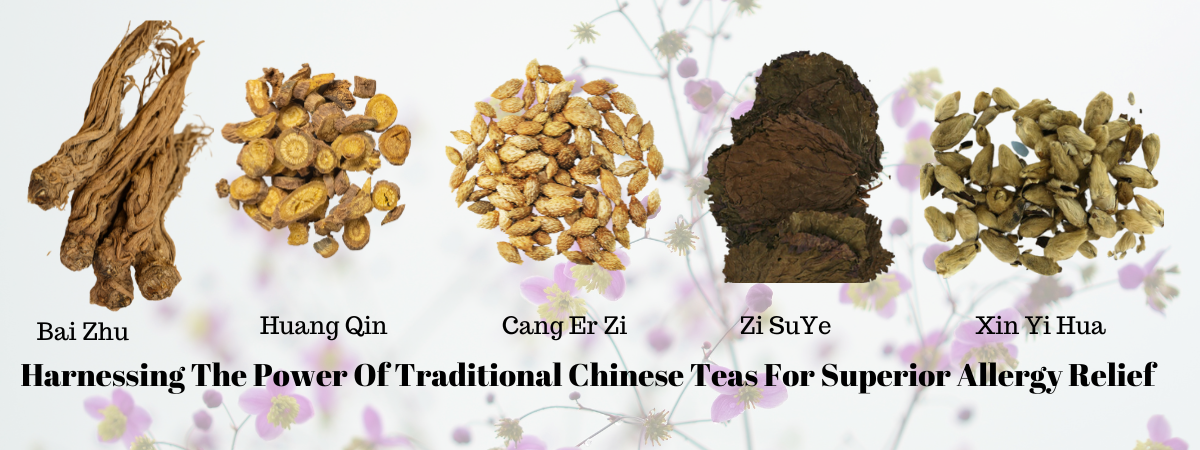 Natural Solutions for Allergy Relief: Find out how traditional Chinese herbs like Bai Zhi, Huang Qin, Cang Er Zi, Zi Su Ye, and Magnolia flower can help alleviate allergy symptoms. Learn about their anti-inflammatory, antihistamine, and immune-boosting properties.