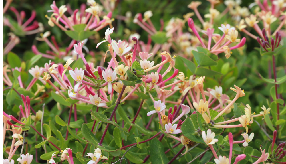 honeysuckle flower health benefits