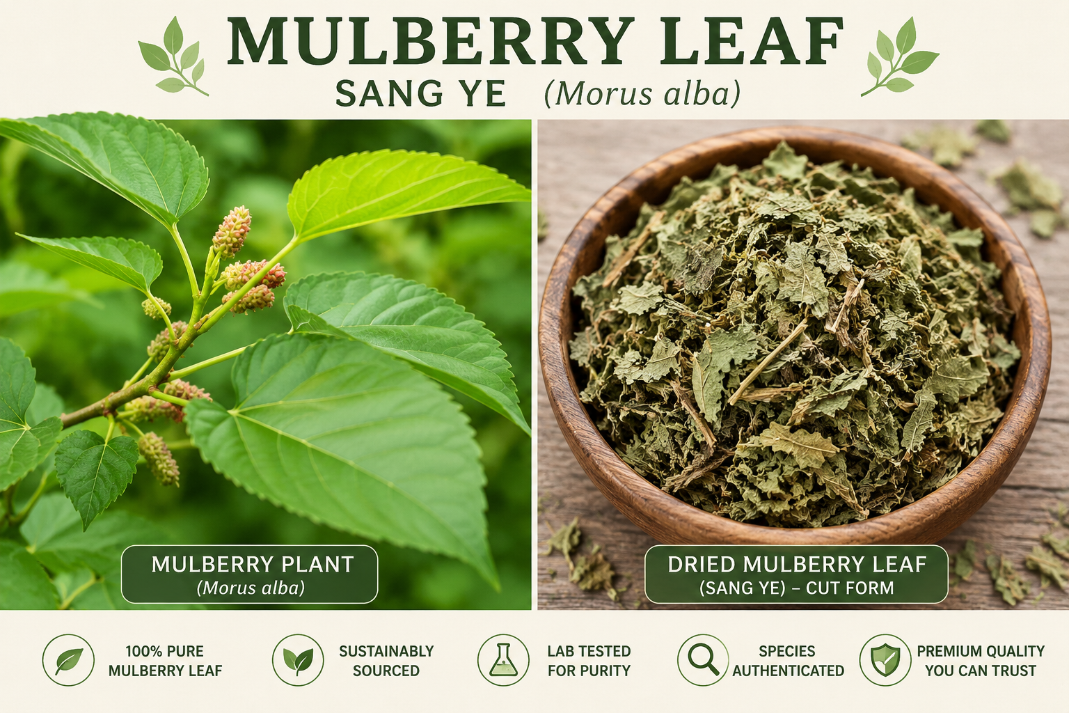 Infographic of Mulberry leaf plant, and dried Mulberry Leaf.  