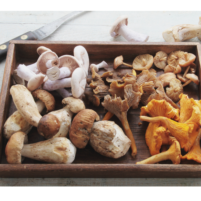 How to use mushrooms.  Medicinal Mushrooms health benefits 