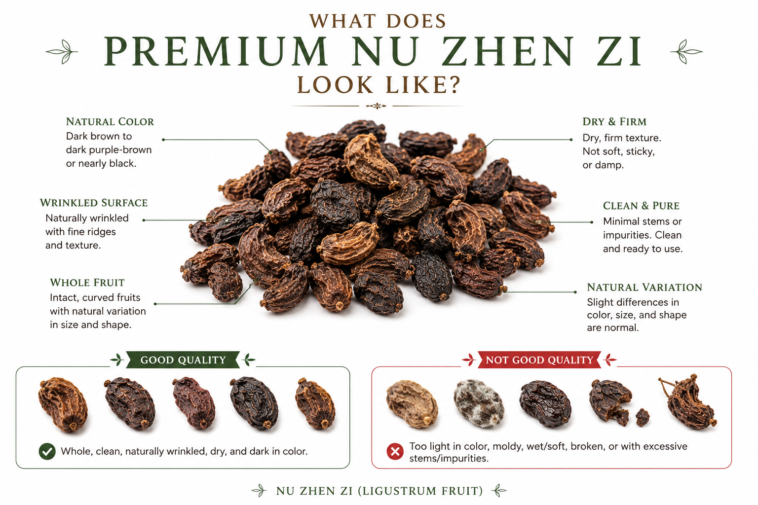 This educational infographic explains how to identify premium Nu Zhen Zi (Ligustrum Fruit) used in Traditional Chinese herbal practice. The center of the graphic features whole dried Ligustrum lucidum fruits with callouts highlighting the characteristics of quality material, including a naturally dark brown to dark purple-brown color, a firm dry texture, naturally wrinkled surfaces, whole intact fruits, and normal variation in size and shape. A comparison at the bottom contrasts premium-quality Nu Zhen Zi with lower-quality material that may appear moldy, damp, broken, overly pale, or contain excessive stems and impurities. The clean white background and organized layout provide an easy visual guide for selecting authentic, high-quality Nu Zhen Zi before purchasing.