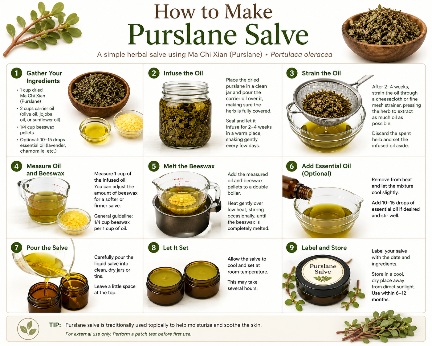 Step-by-step infographic showing how to make a traditional Purslane (Ma Chi Xian, Portulaca oleracea) herbal salve. The guide illustrates gathering dried purslane, infusing the herb in carrier oil, straining the oil, melting beeswax, combining ingredients, pouring the salve into jars, allowing it to cool, and storing the finished salve. The infographic features botanical illustrations, jars, wooden bowls, and a clean white background with green accents for easy reading.