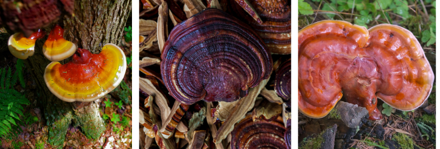 reishi mushroom, all the colors in whole form