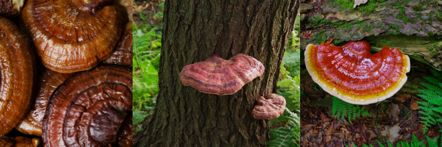 Reishi Mushrooms found naturally