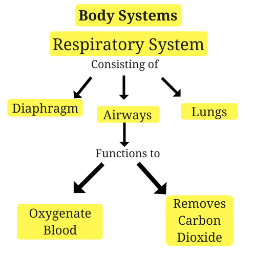 Understanding the respiratory system