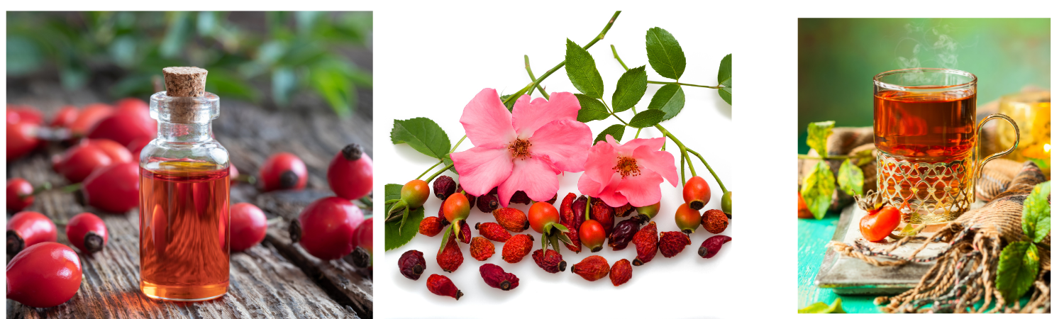 Rosehips Flower and Buds