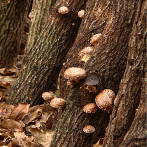 How Shiitake mushrooms are grown naturally on a tree 