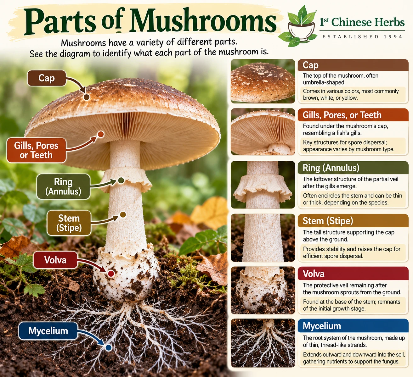 Learn the different parts of a mushroom, including the cap, gills, stem, ring, volva, and underground mycelium, with this illustrated guide from 1st Chinese Herbs.