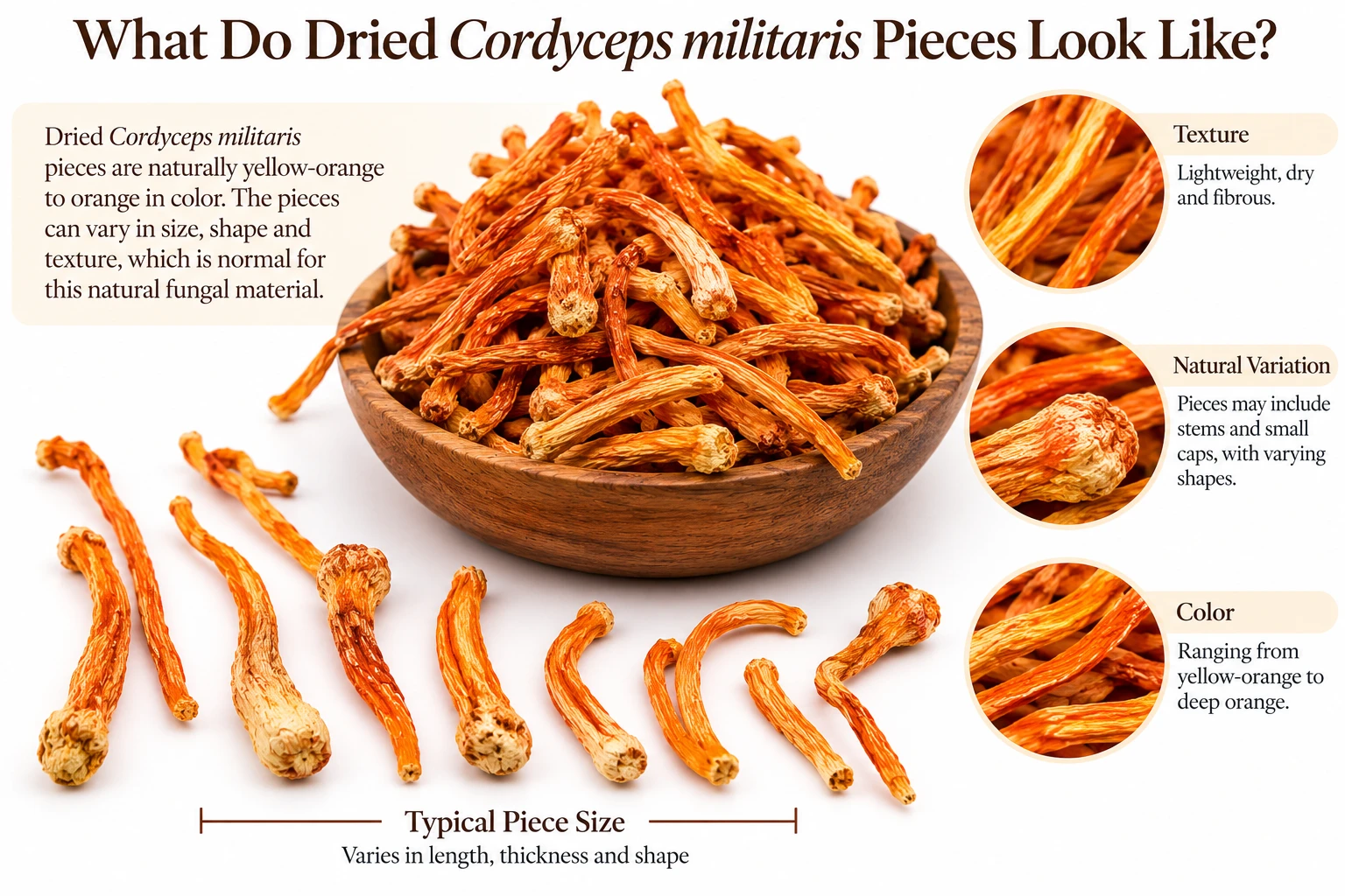 Dried Cordyceps militaris (Chong Cao Hua) pieces displayed in a wooden bowl, with close-up examples showing their naturally yellow-orange to deep orange color, dry fibrous texture, and normal variations in size and shape.