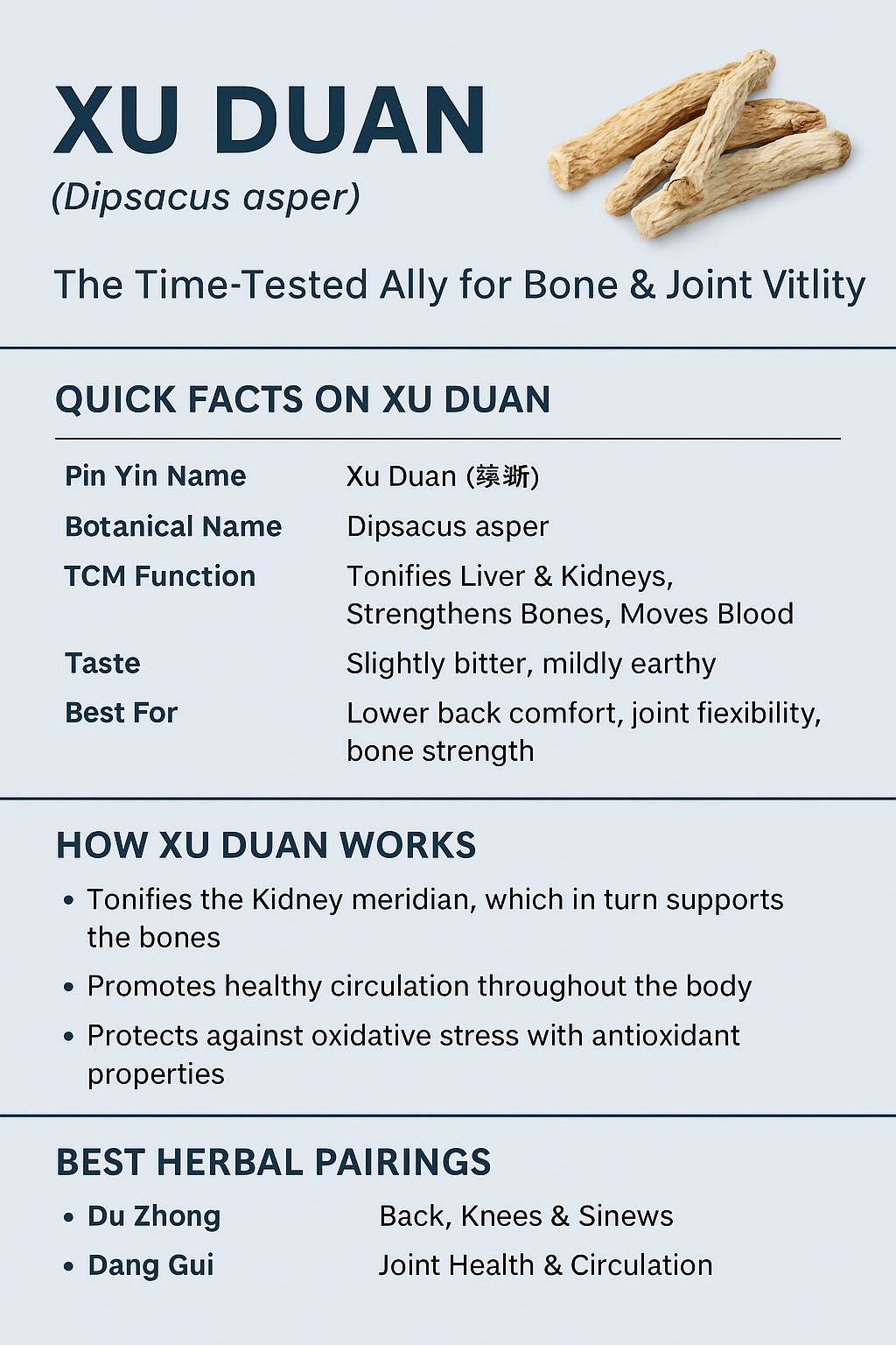 xu duan, teasel root infographic, on what is teasel root, and how to use 