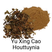 Yu Xing Cao in cut form and in powder 