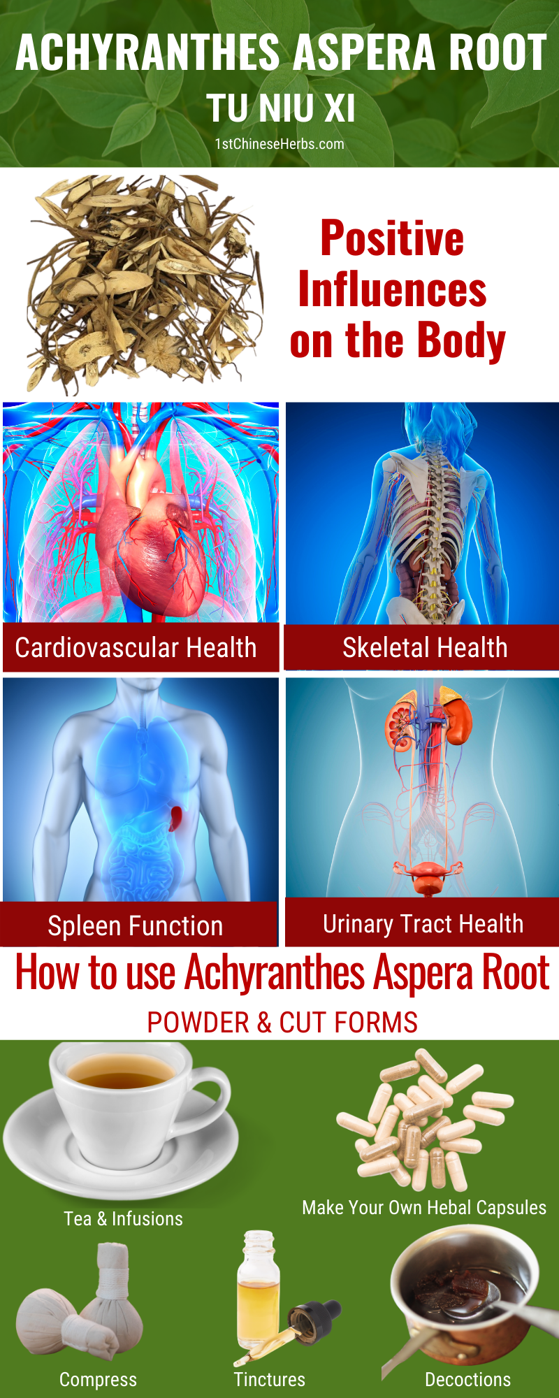 Achyranthes aspera root benefits, tu niu xi benefits, achyranathes aspera root uses, tu niu xi uses