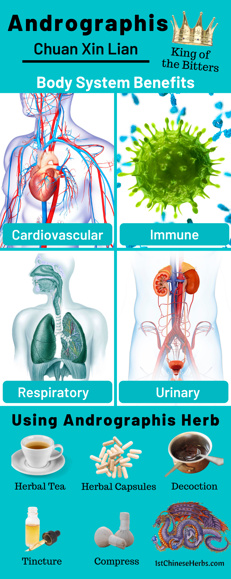 chuan xin lian cardiovascular issues, chuan xin lian heart health, chuan xin lian respiratory health, chuan xin lian breathing, chuan xin lian bladder health, chuan xin lian pain reliever, chuan xin lian urination, chuan xin lian urinary tract health, chuan xin lian oral health