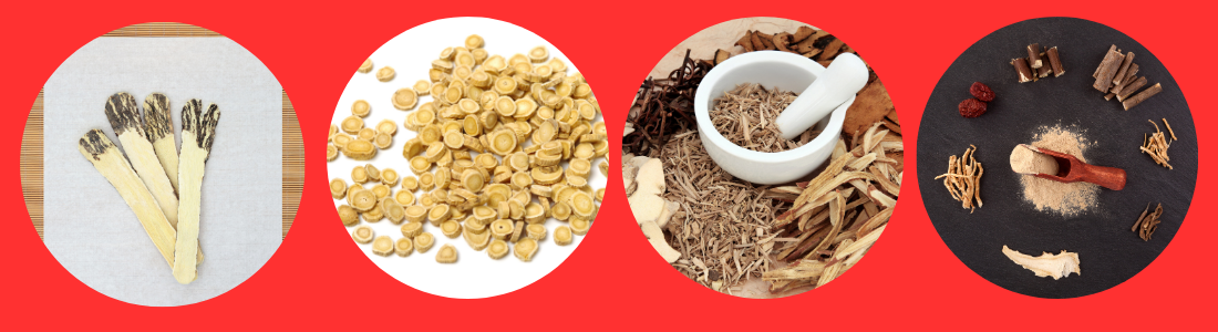 what is astragalus root