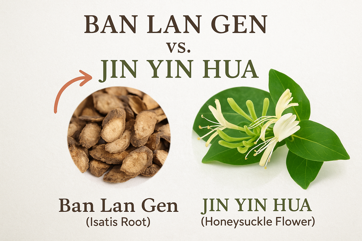 which is the right herb for you? Honeysuckle or ban lan gen