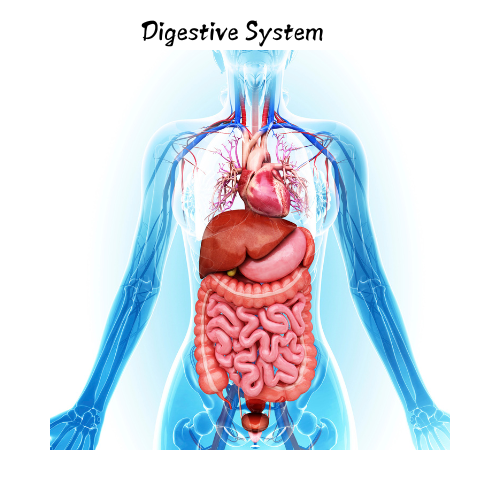 bitter orange and how it may  help with your digestion