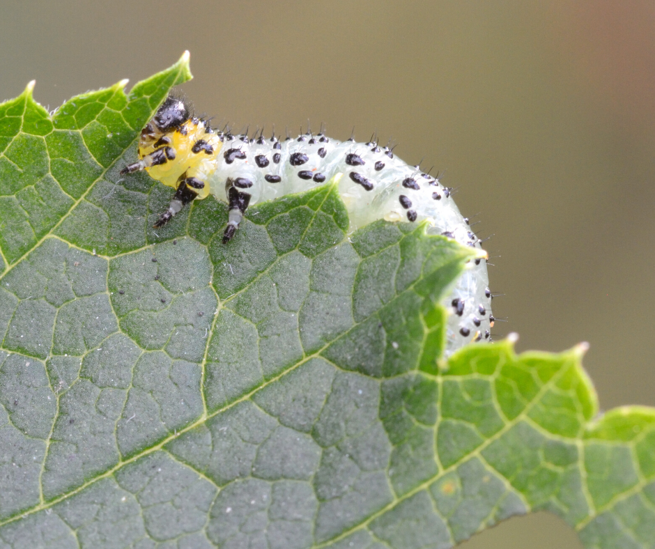 natural insecticides, herbal to control bugs