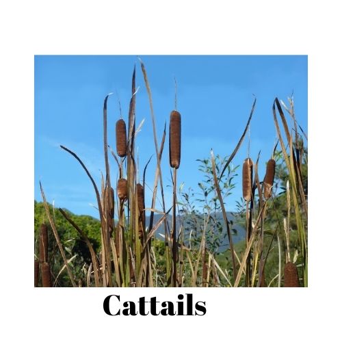 cat tails, cattails, cat tail pillen