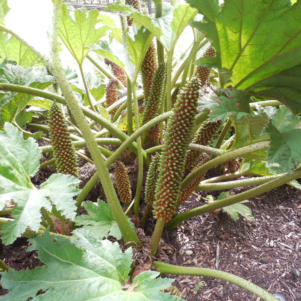 giant rhubarb