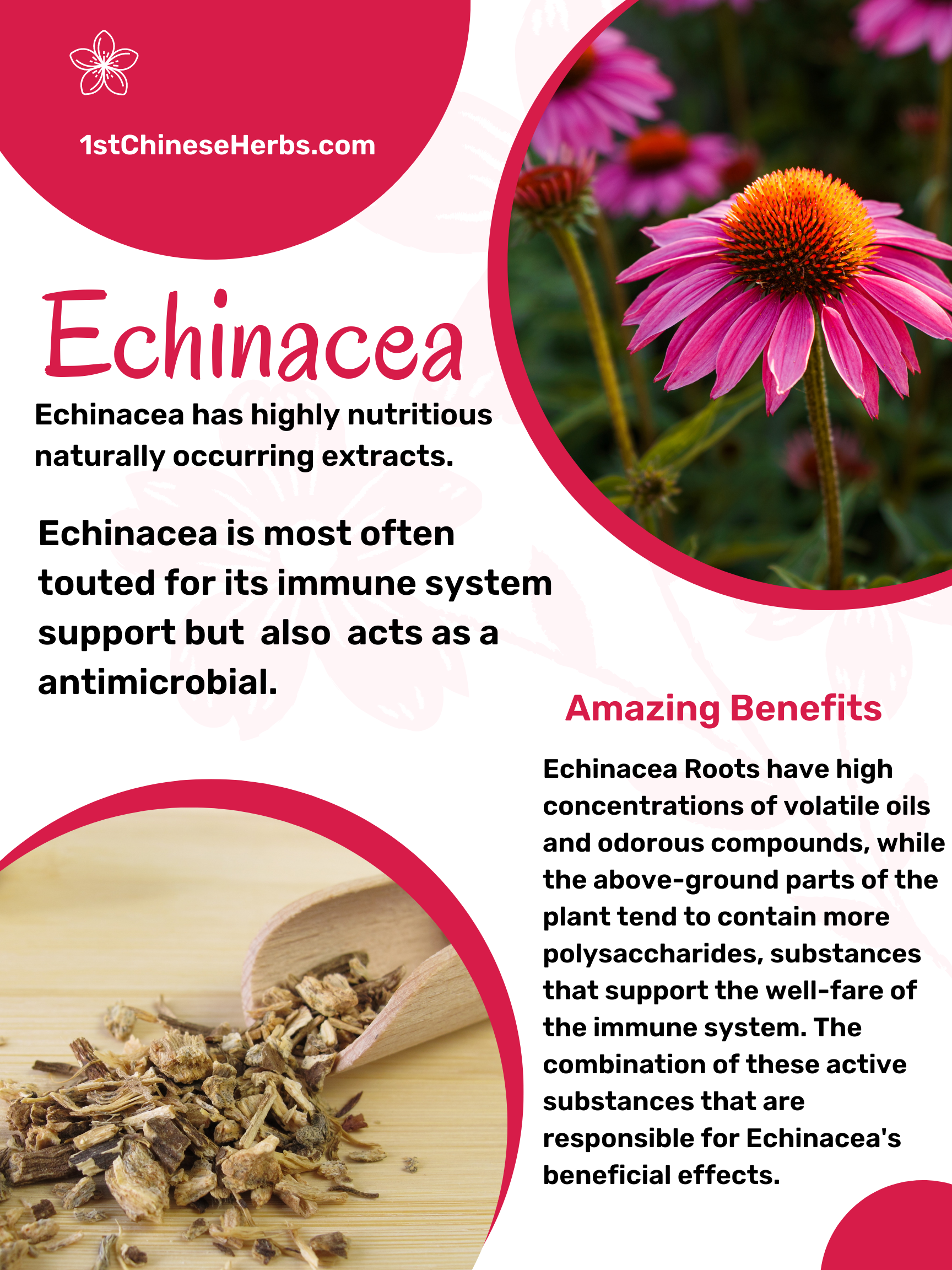 Impressive immune supporting benefits. How to use in teas. How to make poultices. Add Echinacea in with other adaptive herbs. 