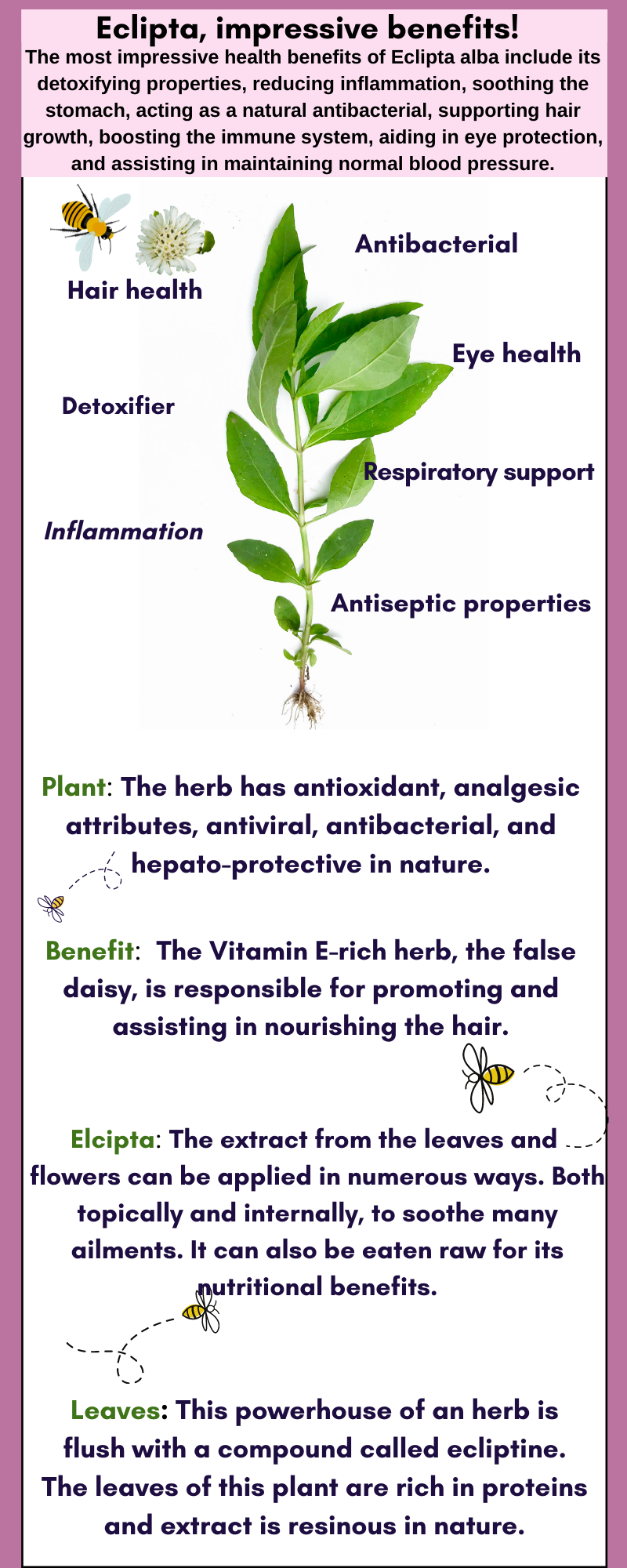 Eclipta's impressive health benefits! A vitamin E rich herb.