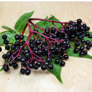 elderberries on the vine