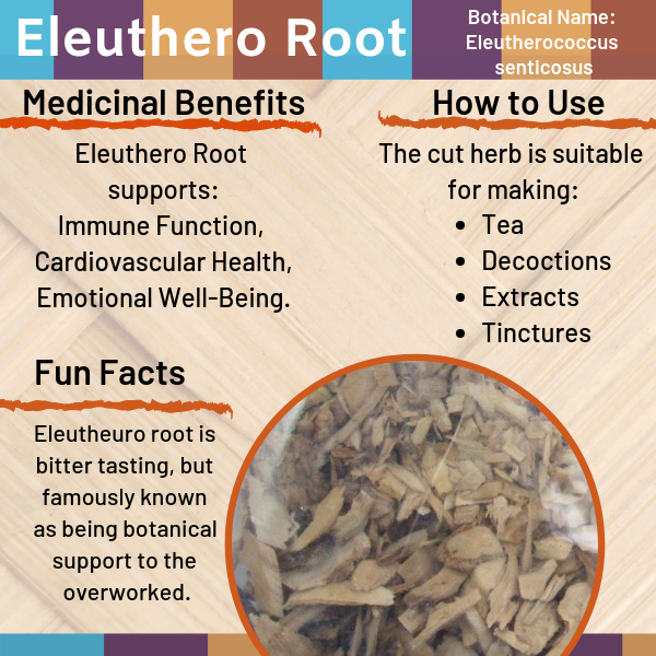 Eleuthero Root also known as Siberian Ginseng is botanically known as Eleutherococcus senticosus root and has been used in traditional medicinal ways for quite a long time in China and elsewhere.