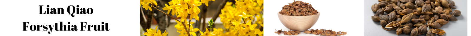 forsythia fruit for allergies, Seasonal Allergies, Herbs to use for allergies