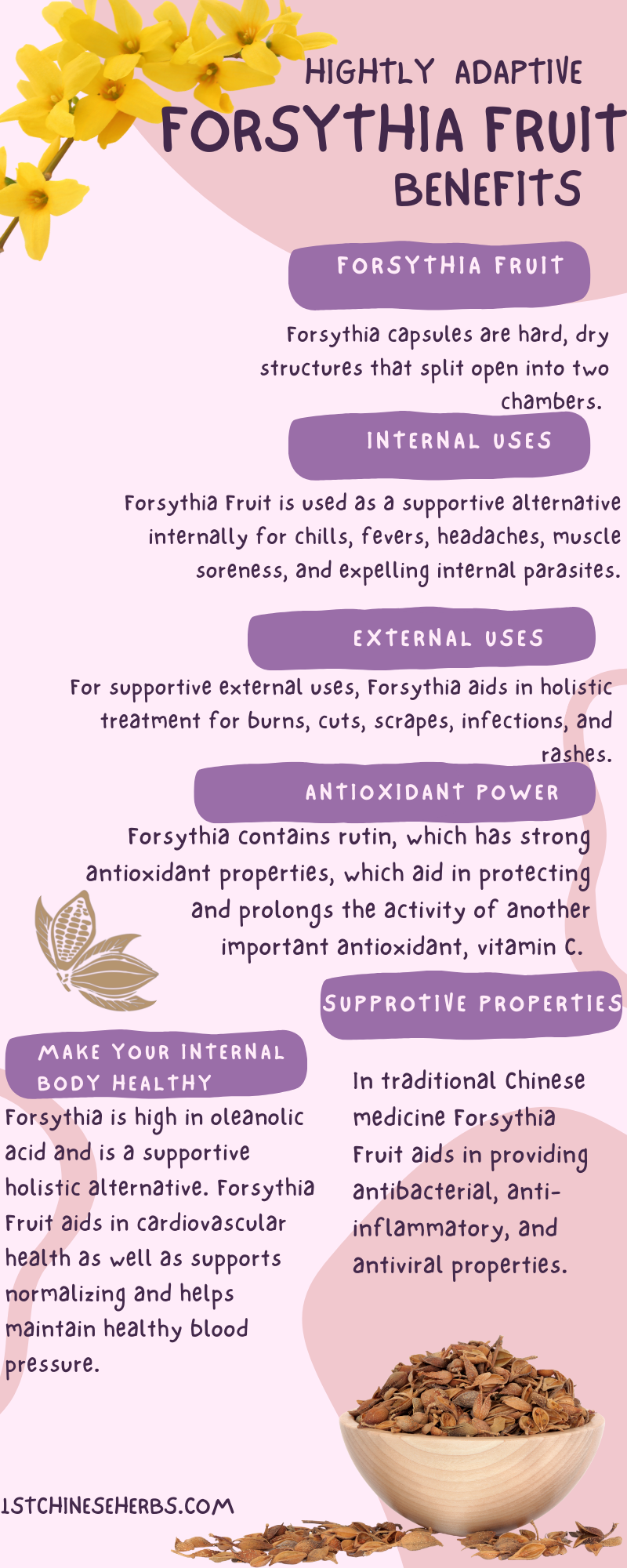 Holistic properties of Forsythia Fruit and its benefits. Teas and tinctures, herbal concoctions. Widely used in aid of respiratory aliments, loaded with potent nutrients, Used for aid in treating respiratory afflictions and to support gut digestion, forsythis Used for aid in treating respiratory afflictions and to support gut digestion. 