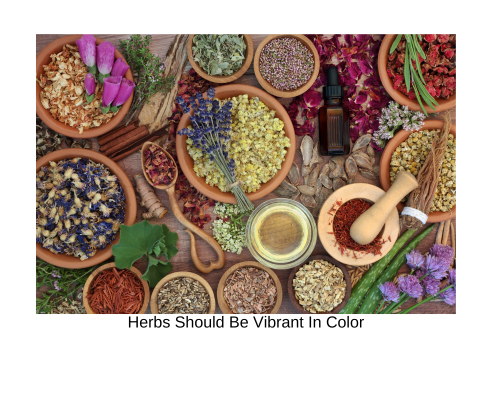 herbs and how to tell if they are fresh