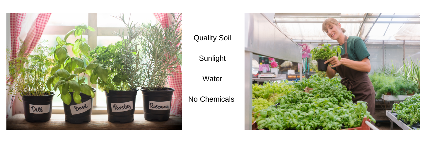 herbs-storage-growing.png