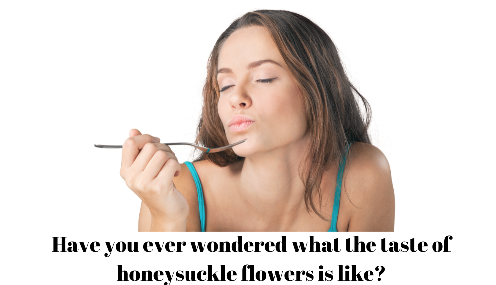 taste of honeysuckle, what does honeysuckle taste like, is honeysuckle sweet