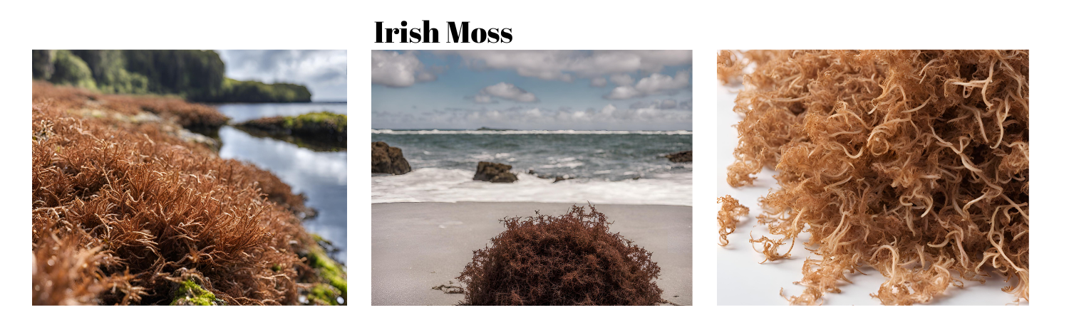 how to use irish moss, what irish moss looks like naturally