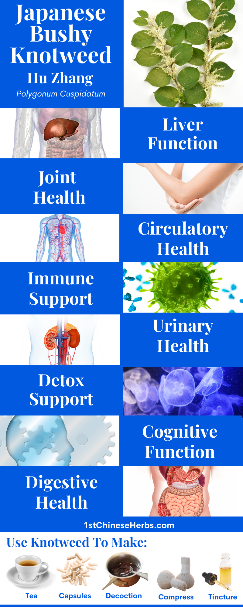 hu zhang benefits, hu zhang digestive health, hu zhang brain function, hu zhang joint function, hu zhang liver health, hu zhang circulatory health, hu zhang urinary health