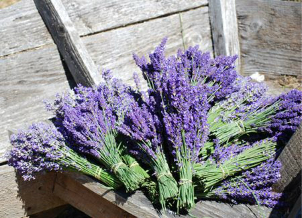 lavender-farm-19-.jpg