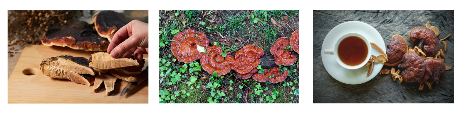 ling zhi, reishi mushrooms, different forms of reishi, how to use reishi mushrooms