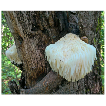 lions mane mushroom and its medicinal properties