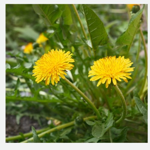 dandelion is a premium herbal cleanser