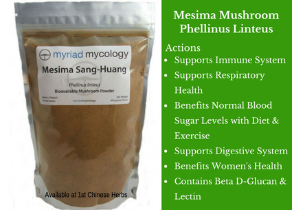 mesima mushroom, mushroom, myriad mycology, traditional bulk herbs, bulk tea, bulk herbs, teas, medicinal bulk herbs